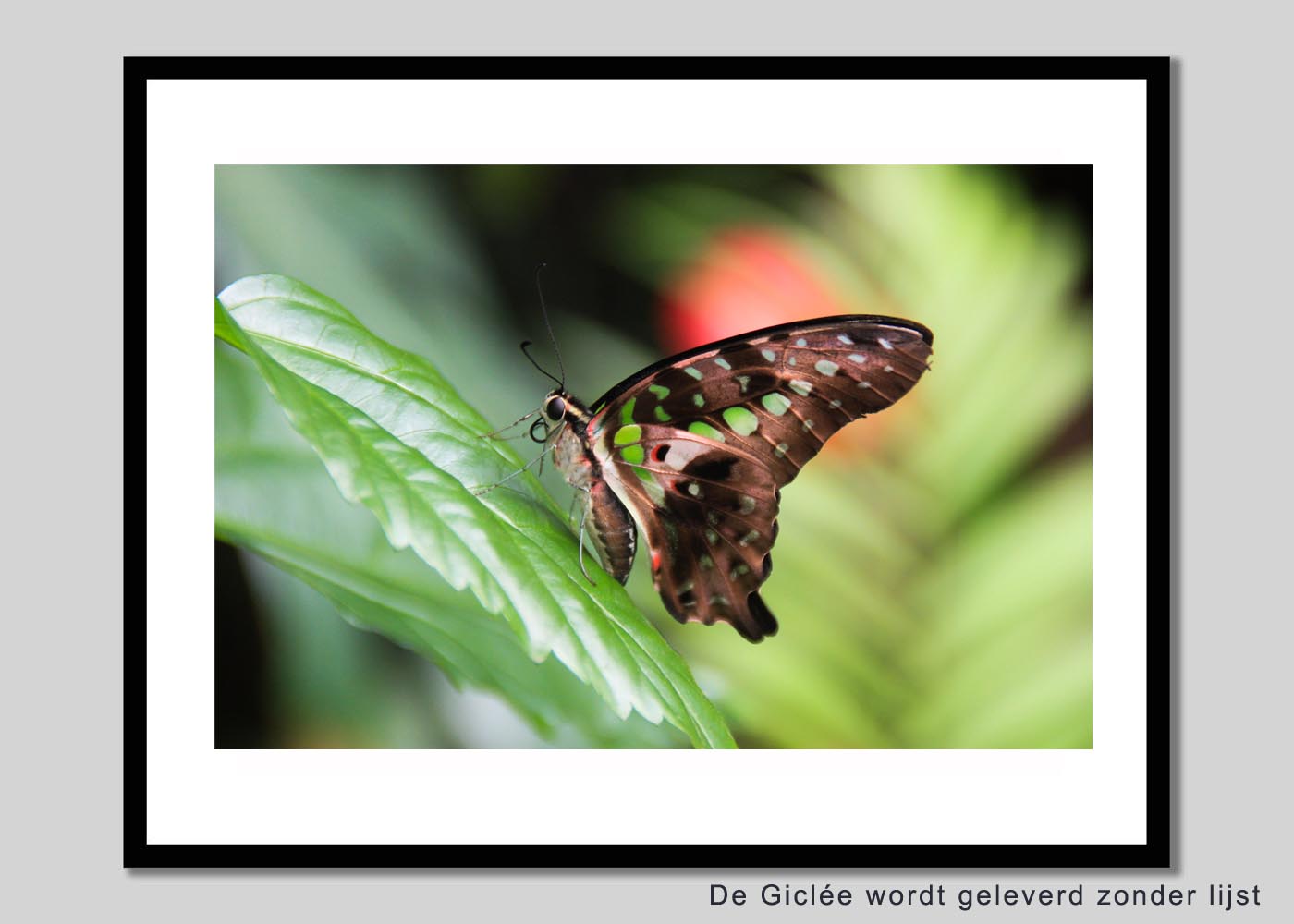 Sweet green butterfly