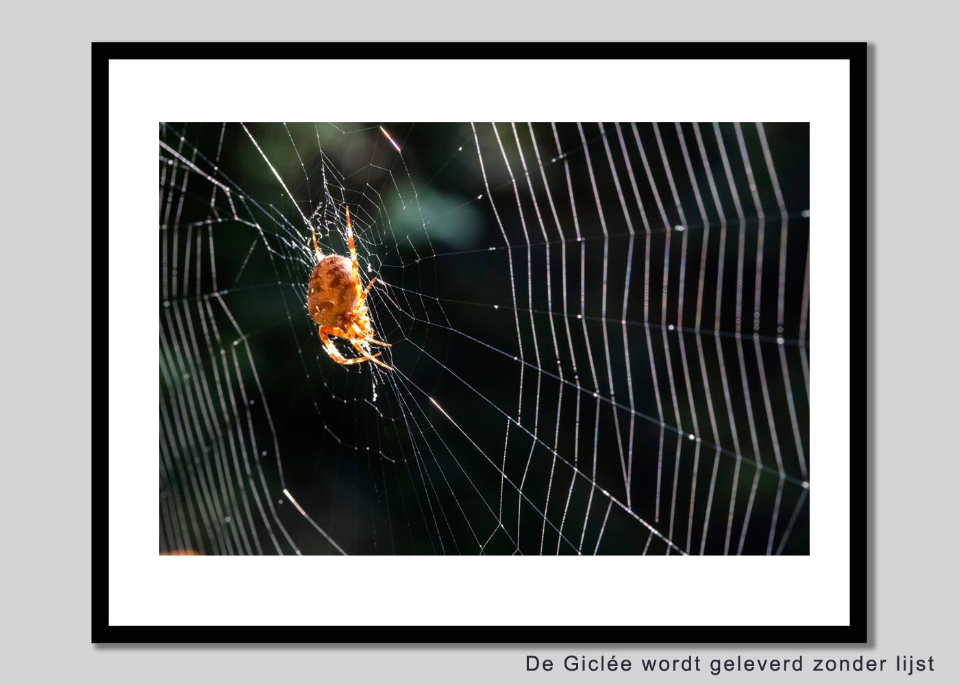 Haarlem - Spin in web